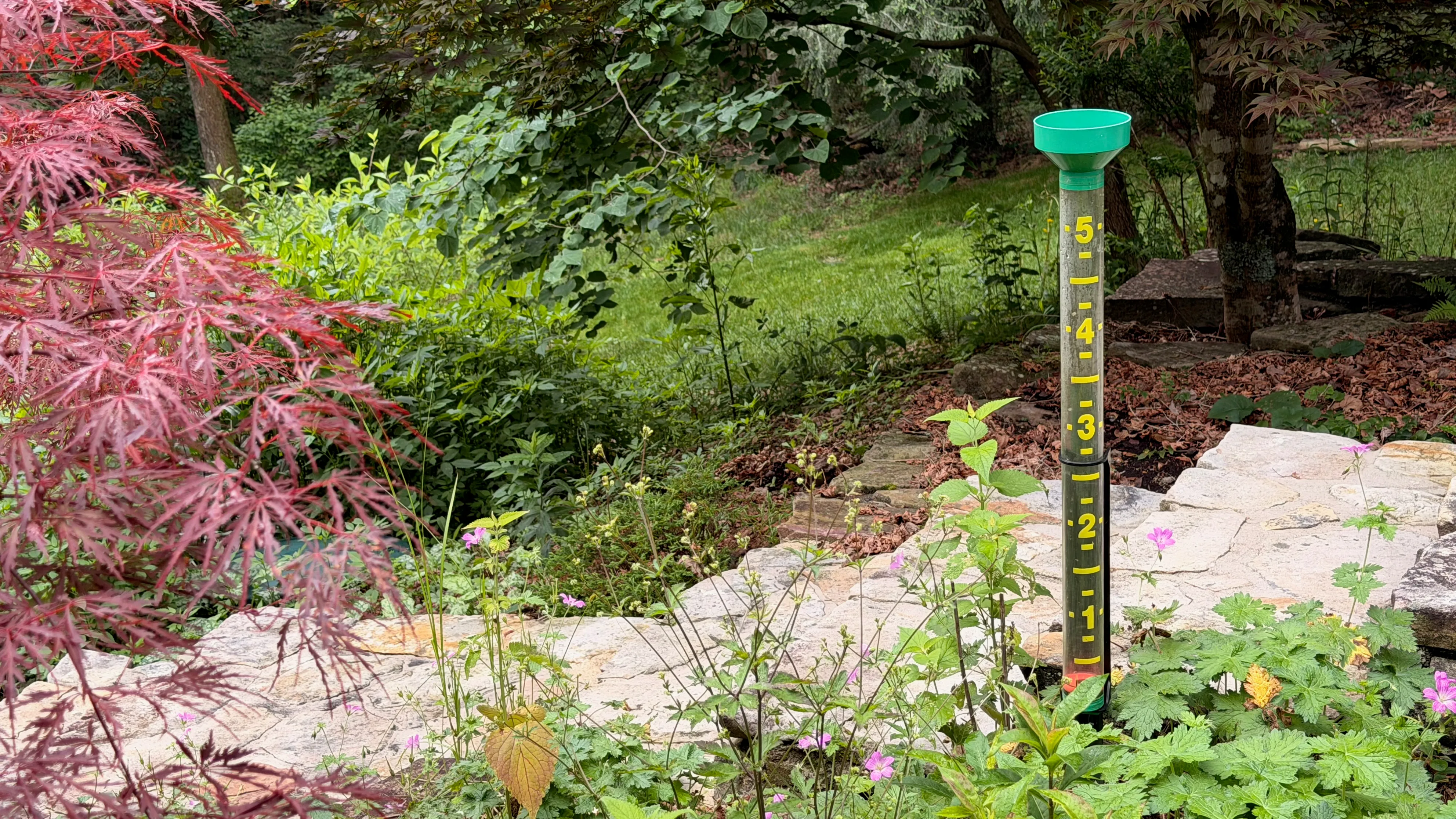 The Headwind EZRead Jumbo rain gauge, a tall green-capped tube with a large yellow-and-black inch scale, staked in a garden bed beside a red Japanese maple and a stone border.